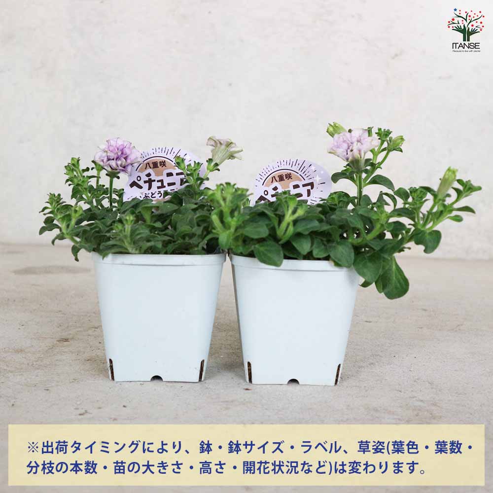 八重咲きペチュニア ぶどうラテ2個～【花苗3.5号ポット苗 】｜ 【植物