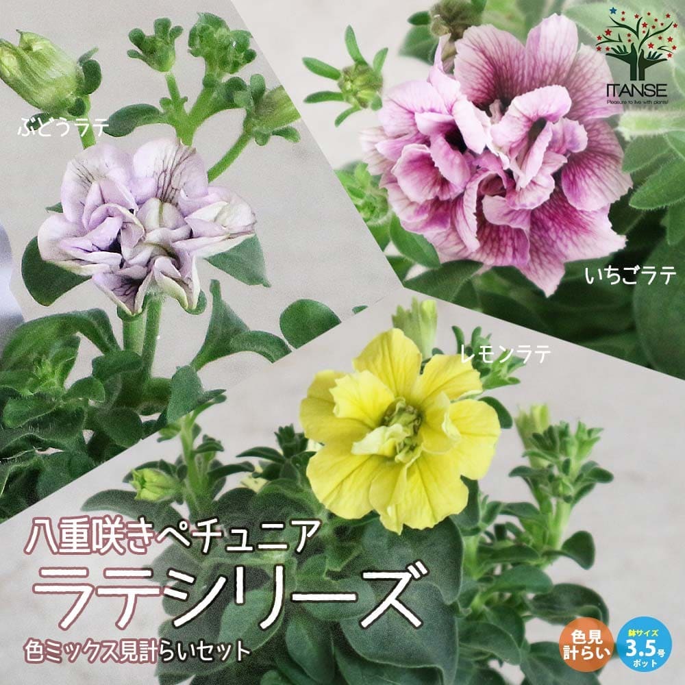 八重咲きペチュニア ラテシリーズ2個～【花苗3.5号ポット苗 カラフル・色ミックスセット／見計らい】