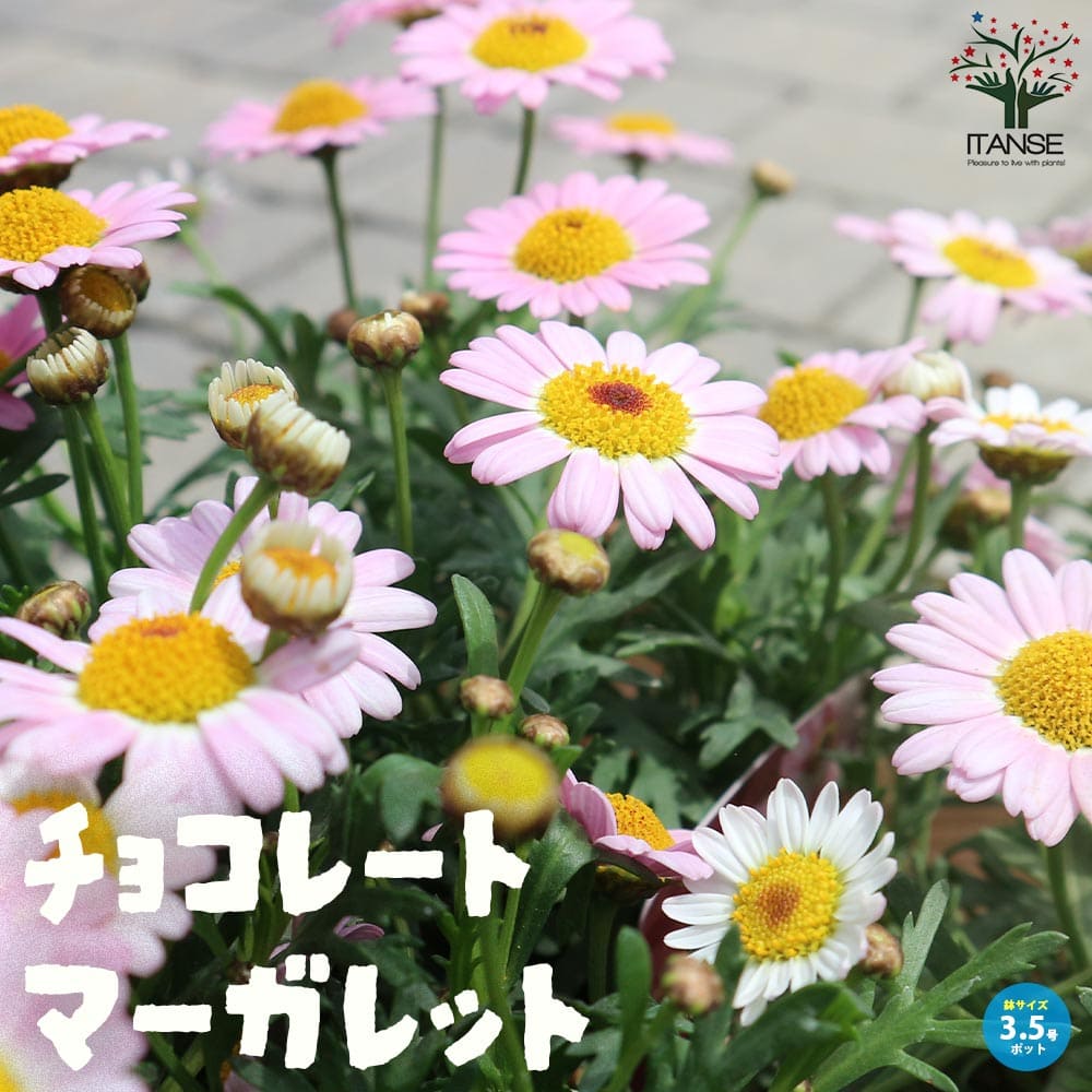 チョコレートマーガレット 【花苗 3.5号ポット】