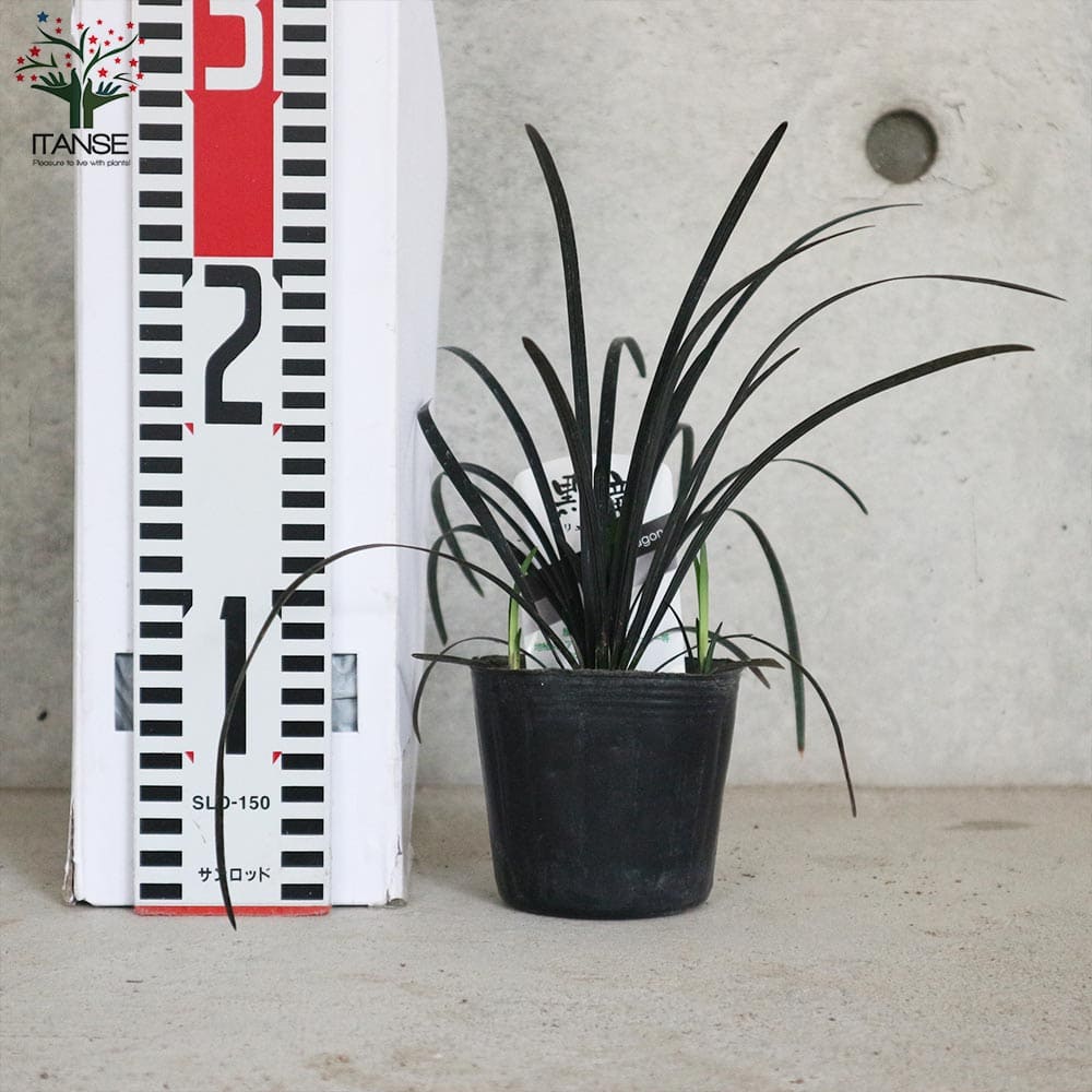 黒竜(コクリュウ) 竜の髭【花苗 9cmポット カラーリーフ