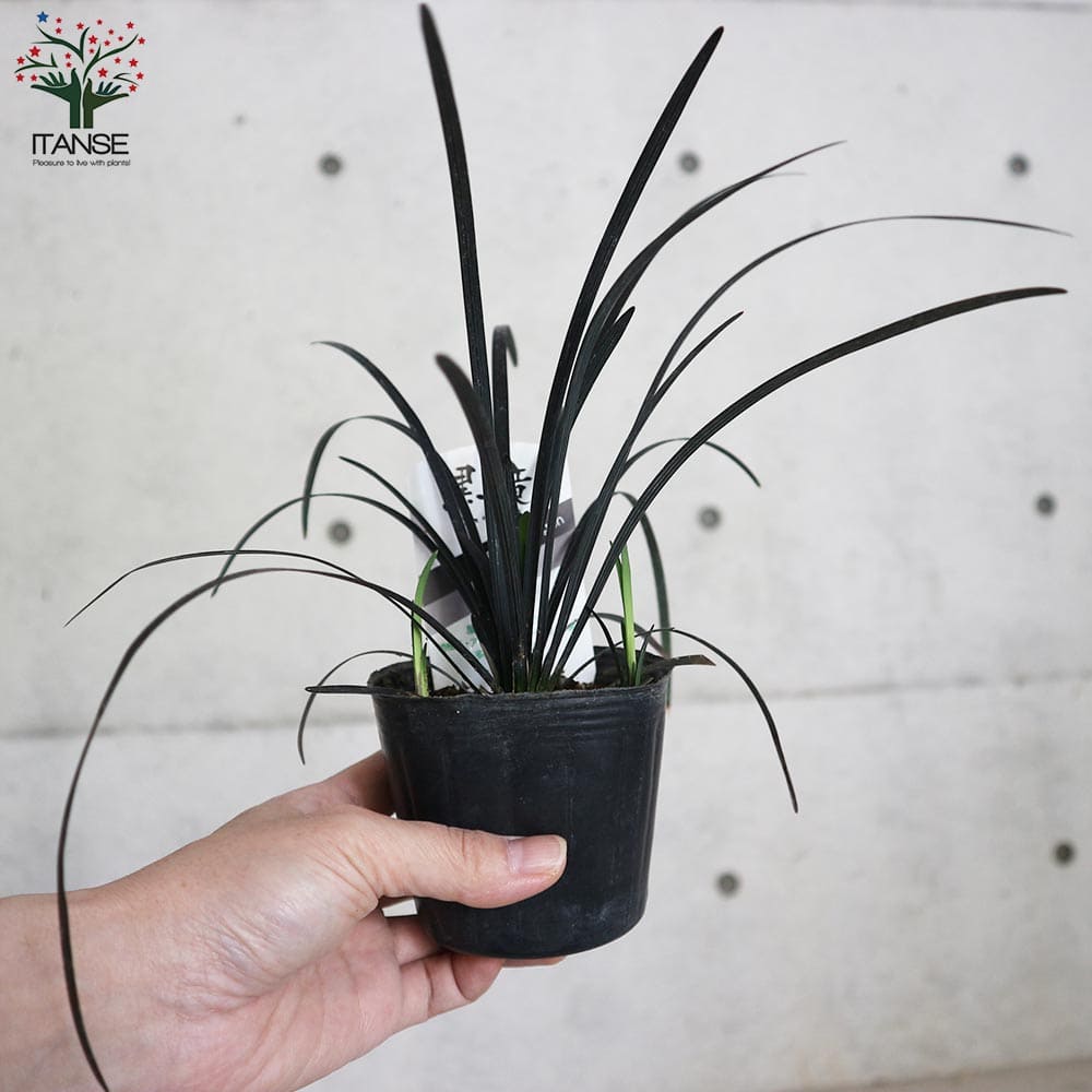 黒竜(コクリュウ) 竜の髭【花苗 9cmポット カラーリーフ】｜ 【植物の