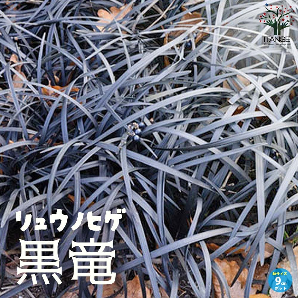 黒竜(コクリュウ) 竜の髭【花苗 9cmポット カラーリーフ