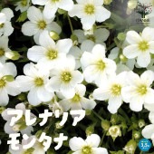 アレナリア・モンタナ【花苗3.5号ポット苗】|花苗