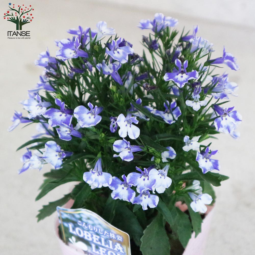 BlueSky社製インテリア プランター 【公式通販】