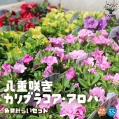 八重咲きカリブラコア・アロハダブル 色ミックス見計らいセット2個〜【花苗3.5号ポット】|花苗