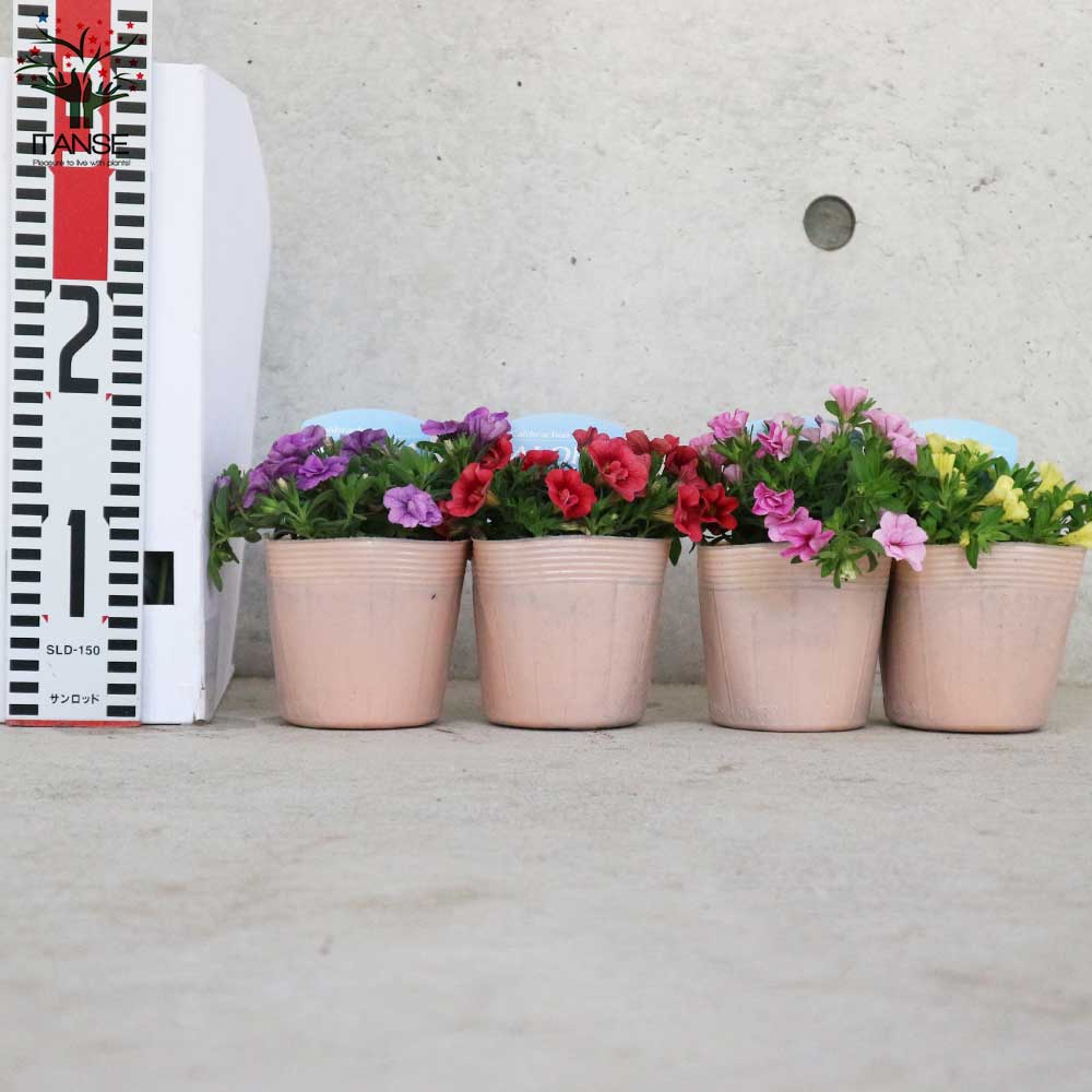 八重咲きカリブラコア・アロハダブル 色ミックス見計らいセット2個