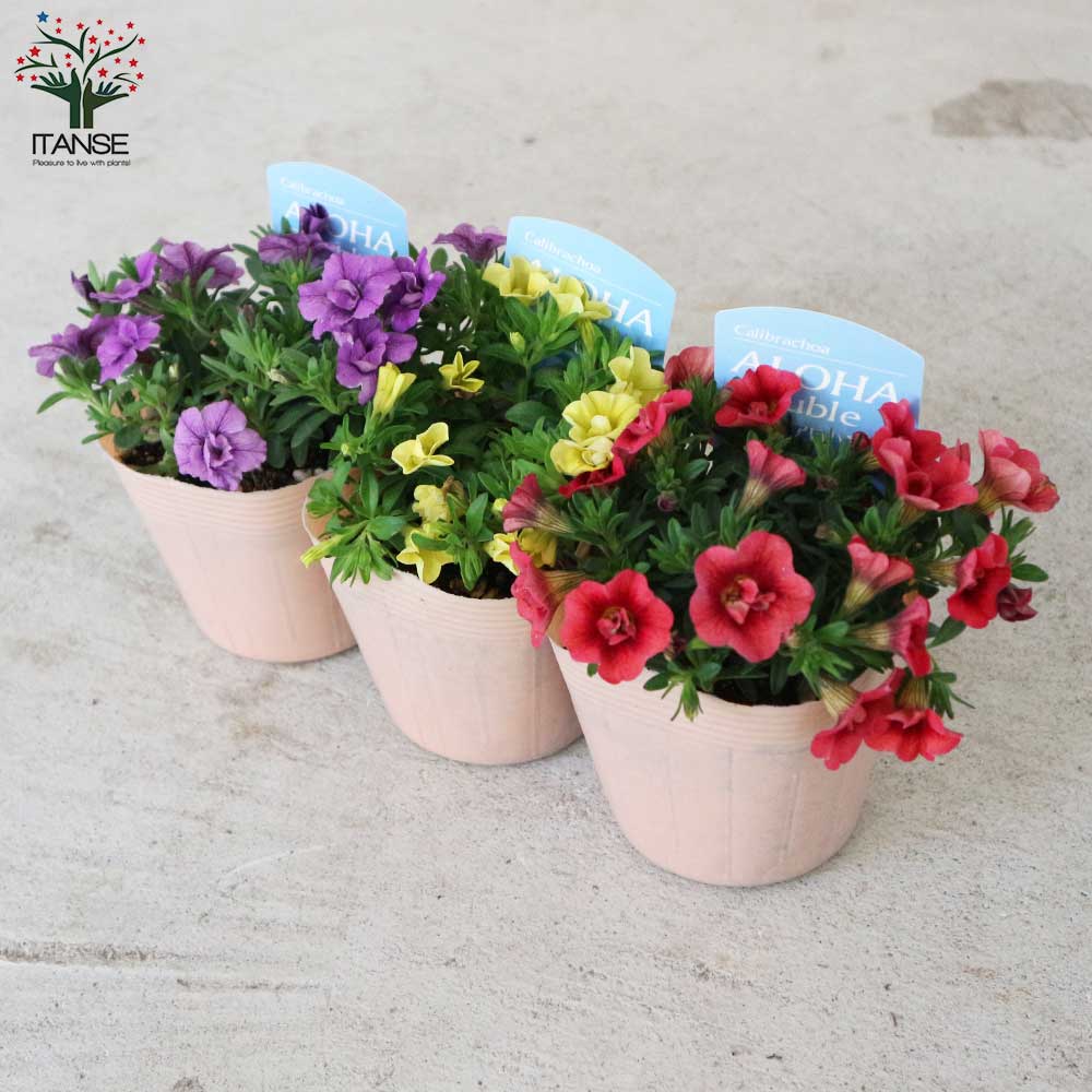 八重咲きカリブラコア・アロハダブル 色ミックス見計らいセット2個