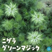 ニゲラ・グリーンマジック【花苗3.5号ポット】|花苗