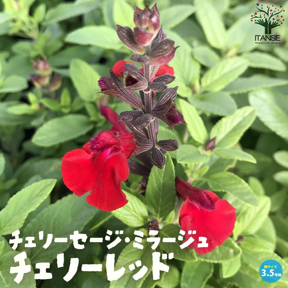チェリーセージ・ミラージュ・チェリーレッド(グレギー種)【花苗 3.5号ポット 多年草】