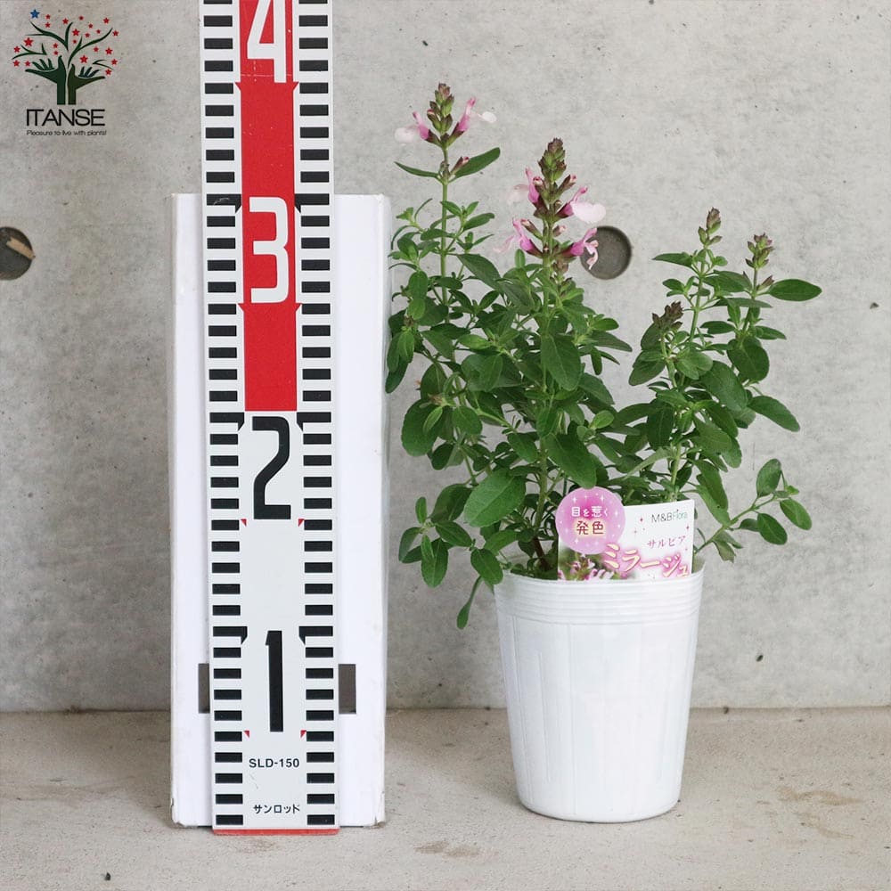 チェリーセージ・ミラージュ・ソフトピンク(グレギー種)【花苗 3.5号