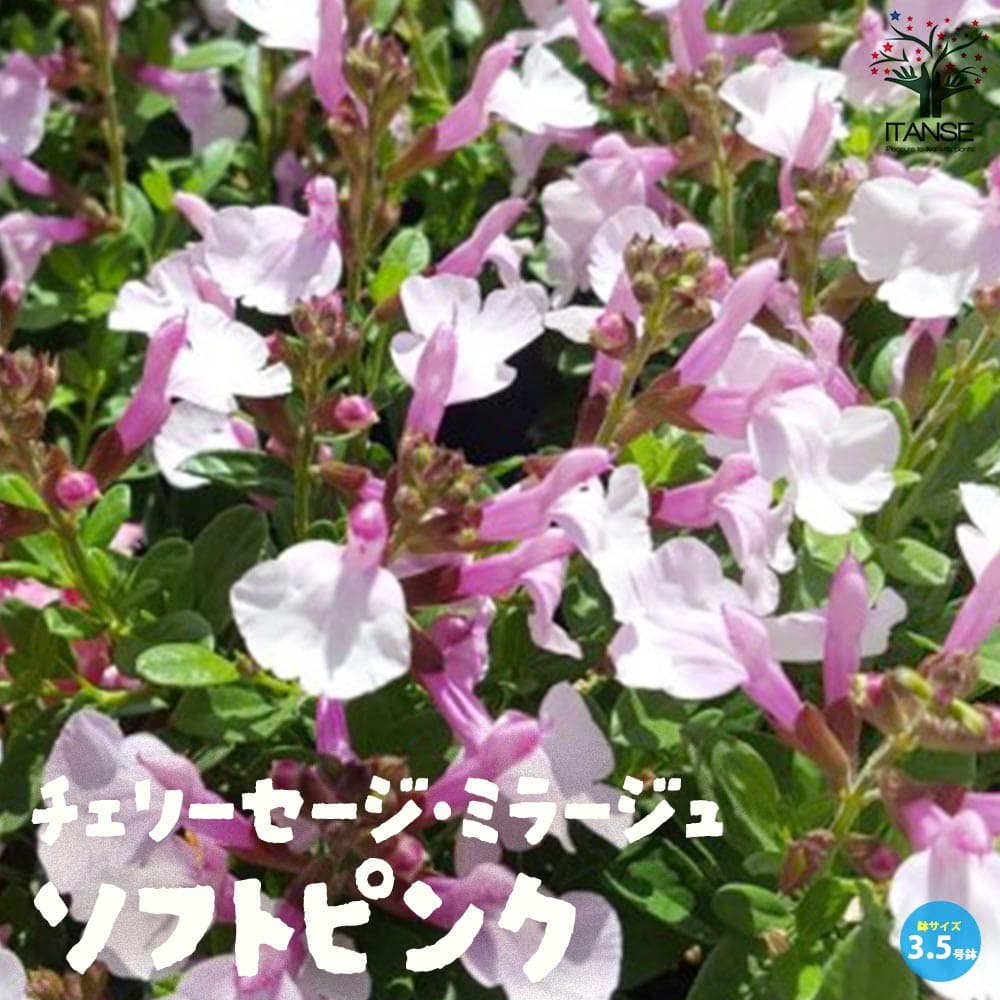 チェリーセージ・ミラージュ・ソフトピンク(グレギー種)【花苗 3.5号ポット 多年草】