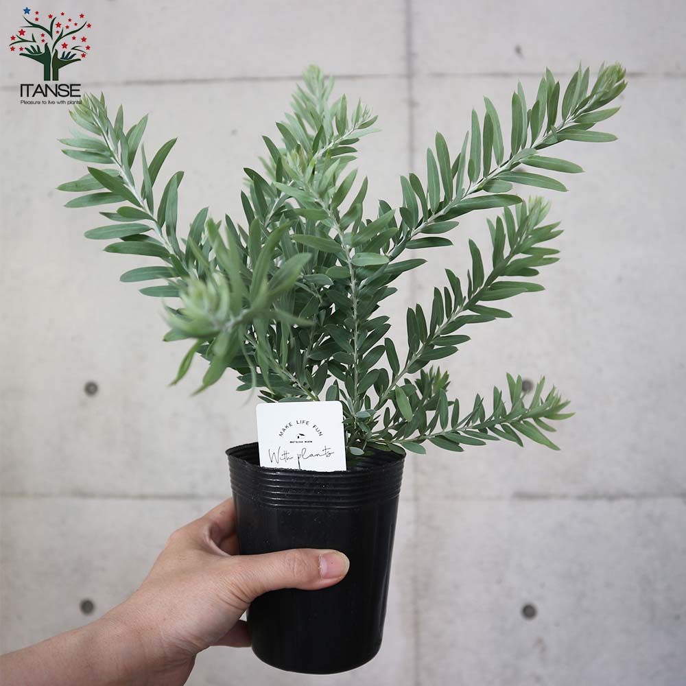 き*う様 アカシア ブルーブッシュ 大苗 高さ150㌢横135㌢ アカシア