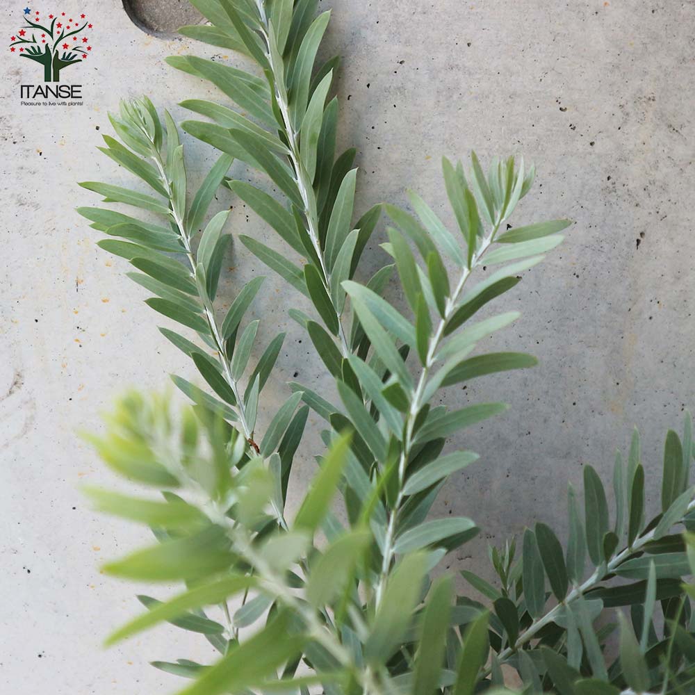 アカシア ブルーブッシュ【庭木 3.5号ロングポット】｜ 【植物の