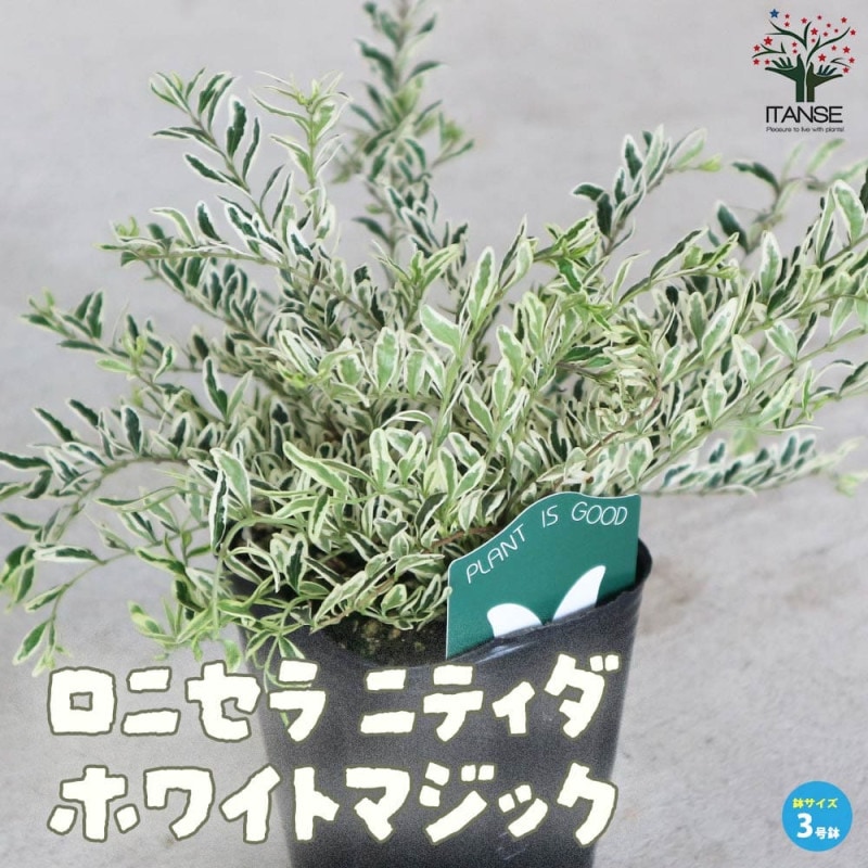 ラベンダー　メルロー30ポット ラベンダー メルロー30ポット