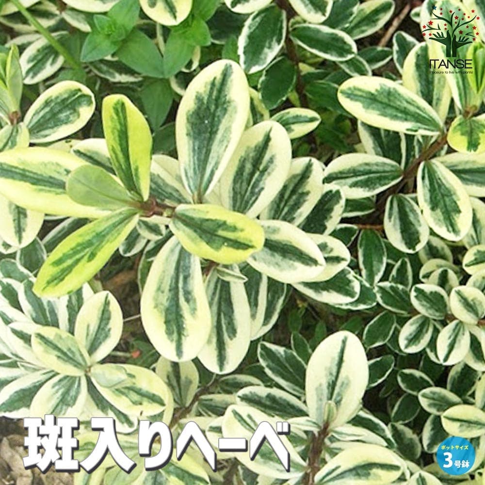斑入りヘーベ 【庭木 3号ポット カラーリーフ】｜ 【植物の