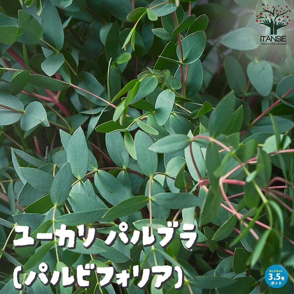ユーカリ・パルブラ(パルビフォリア)【庭木 3.5号ポット苗】