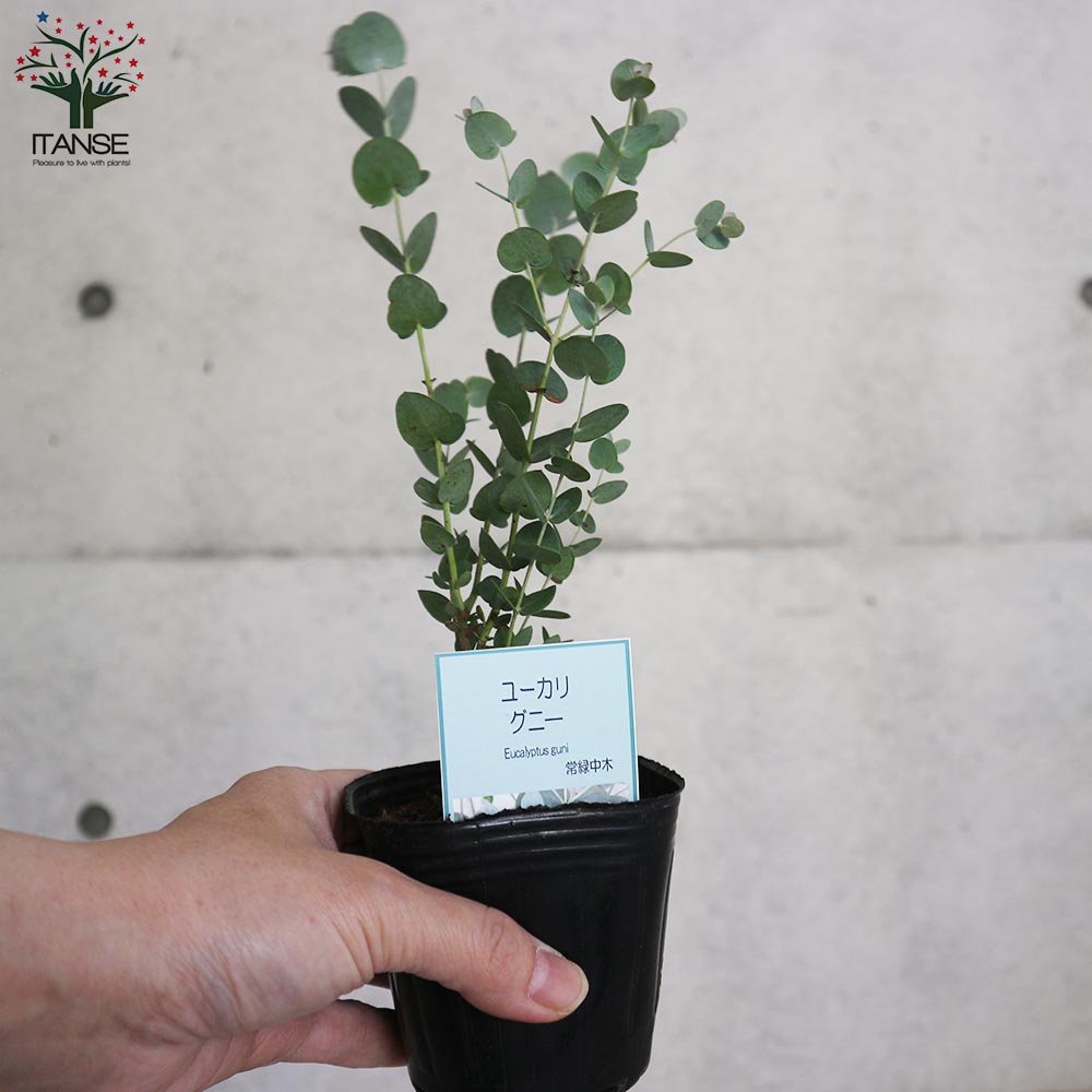 ユーカリ グニー【庭木 9cmポット】｜ 【植物のITANSE】全品送料