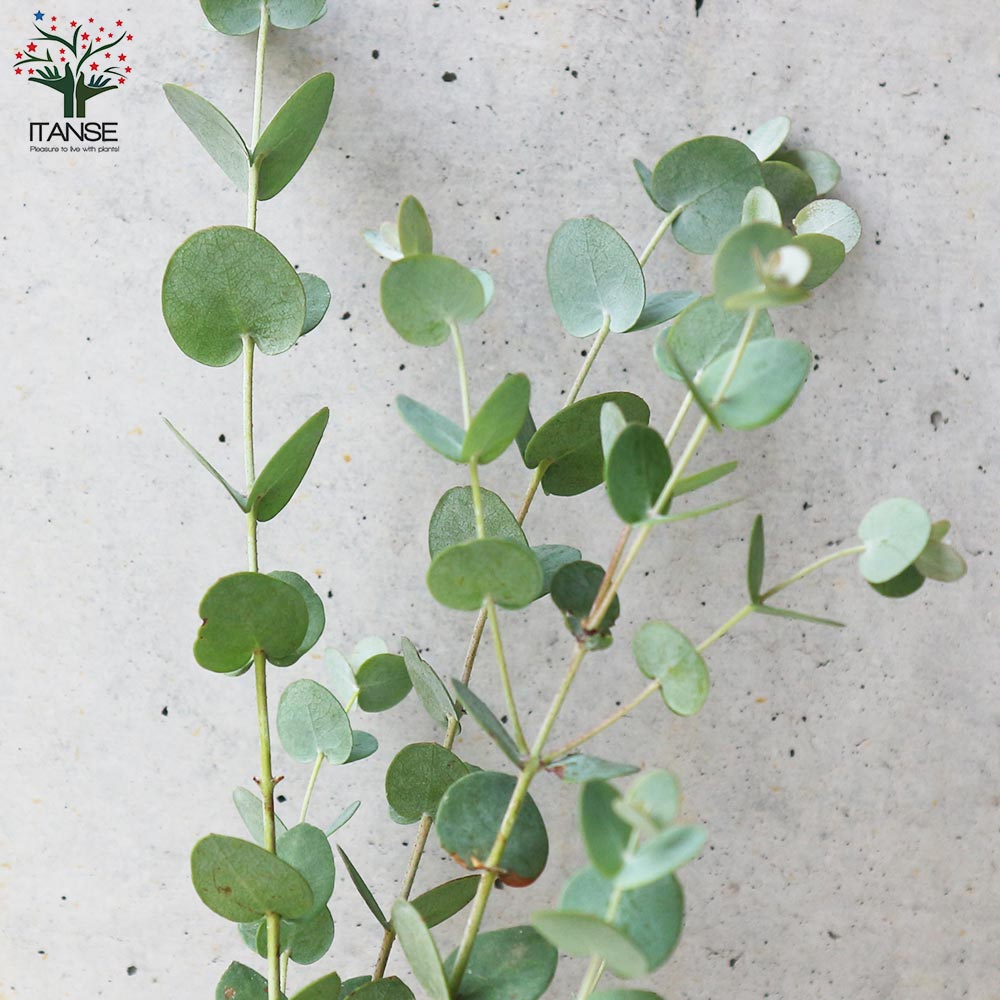 ユーカリ グニー【庭木 9cmポット】｜ 【植物のITANSE】全品送料