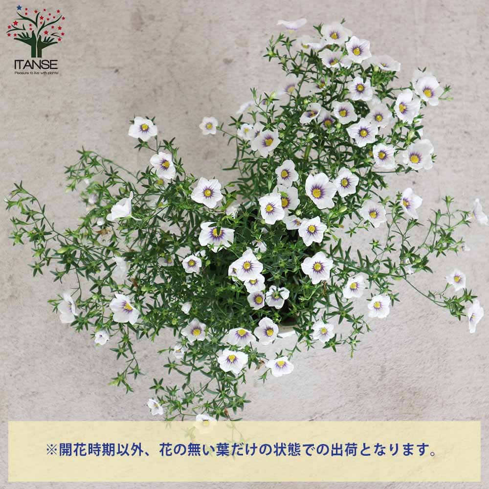 ニーレンベルギア オーガスタ ブルーリング【花苗 3.5号】｜ 【植物の