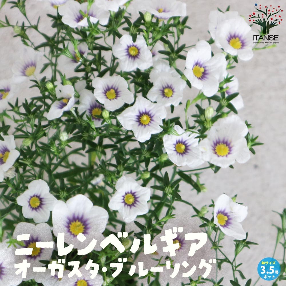 ニーレンベルギア オーガスタ ブルーリング【花苗 3.5号】｜ 【植物の