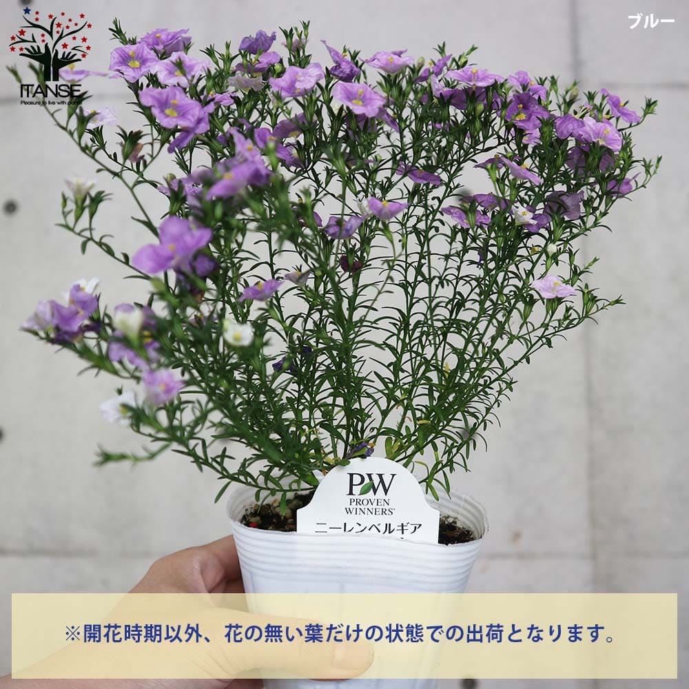 ニーレンベルギア・セット内容:ブルー1個、ブルーリング1個【花苗 3.5