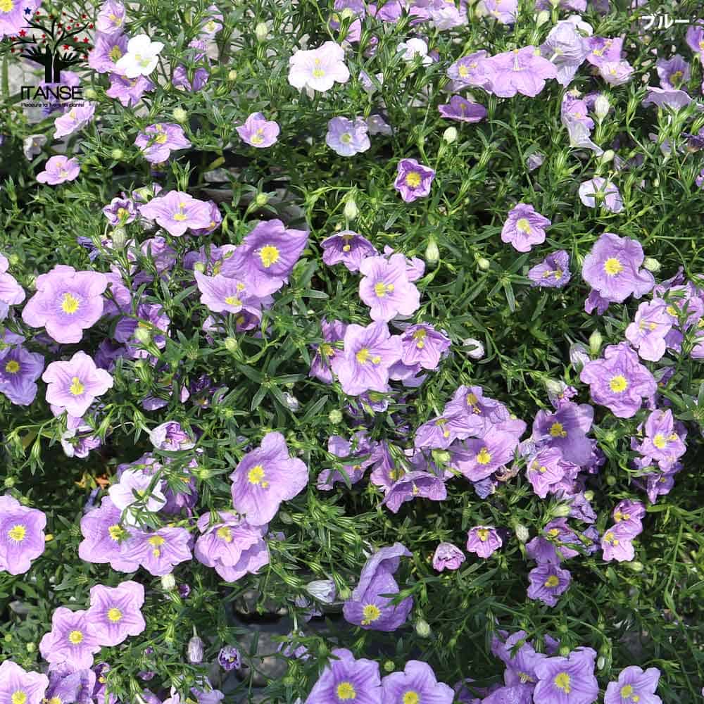 ニーレンベルギア・セット内容:ブルー1個、ブルーリング1個【花苗 3.5