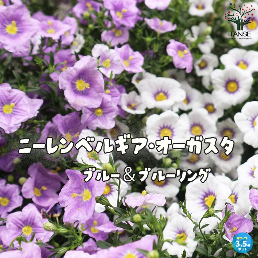 ニーレンベルギア・セット内容:ブルー1個、ブルーリング1個