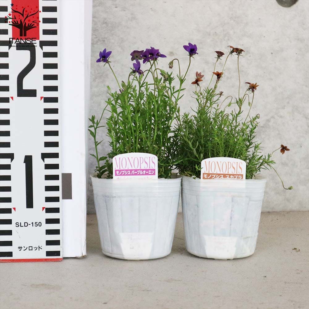 エムです。 Ｓ型・◯型（２点まとめ買い） 草月プラスチック花器専用台 楽天市場】植木鉢 プラスチック 丸型 通販 SK ステップ 15.5xH15