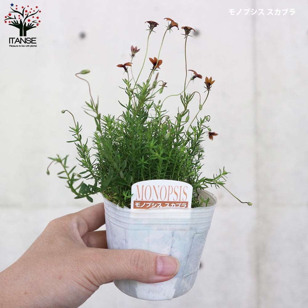 モノプシス 2個～【セット内容：スカブラ、パープルオーエン