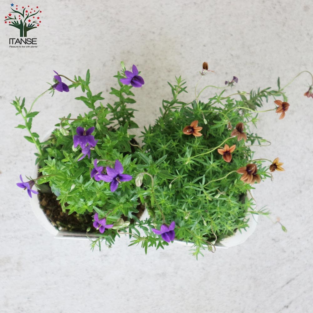 エムです。 Ｓ型・◯型（２点まとめ買い） 草月プラスチック花器専用台 モノプシス 2個～【セット内容：スカブラ、パープルオーエン