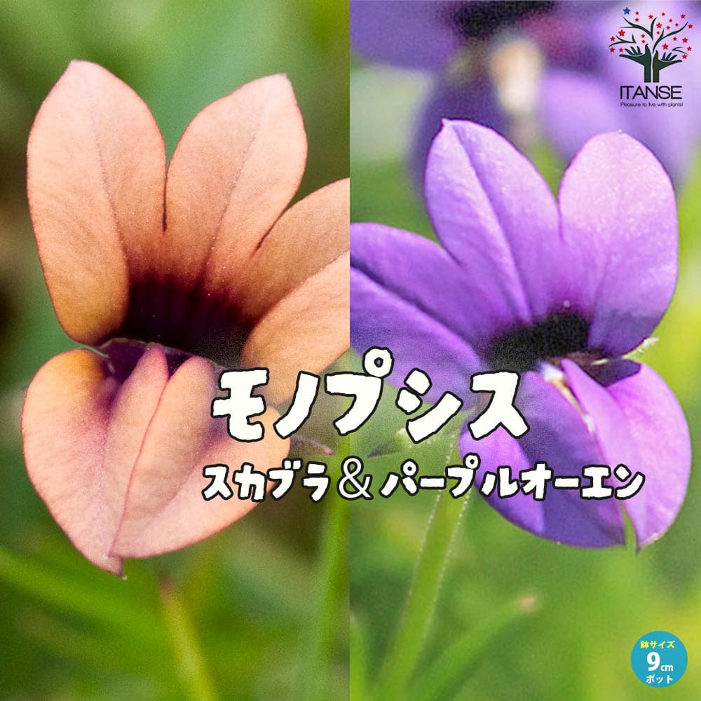 apolina 花柄サロペット2-3y セール】花柄オールインワンサロペット（サロペット