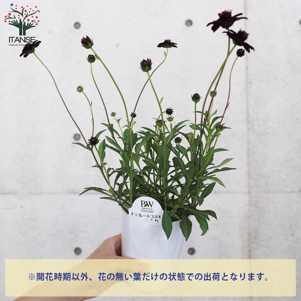 チョコレートコスモス・チョコモカ(チョカモカ)【花苗 3～3.5号ポット