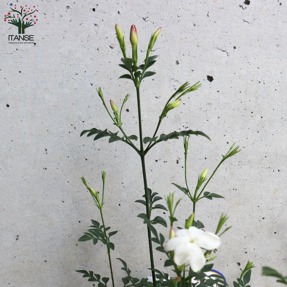 ジャスミン Amazon | 常緑低木 大輪 ジャスミン ホワイトプリンセス1株 | 植木