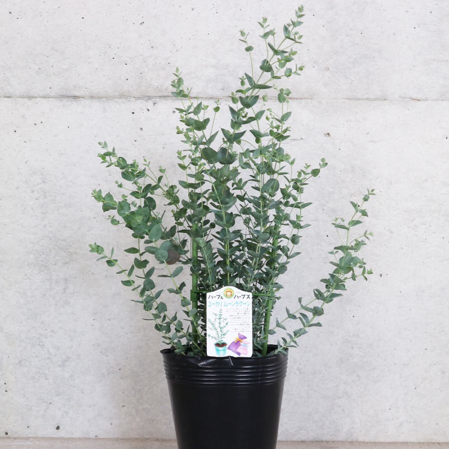 ユーカリ・ムーンラグーン【庭木 4～5号ポット苗】