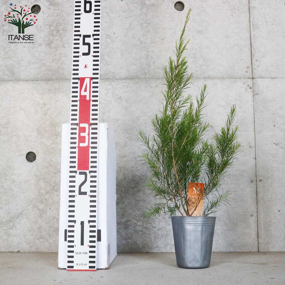 メラレウカ・メディカルティーツリー【庭木 3号ポット 庭園樹木