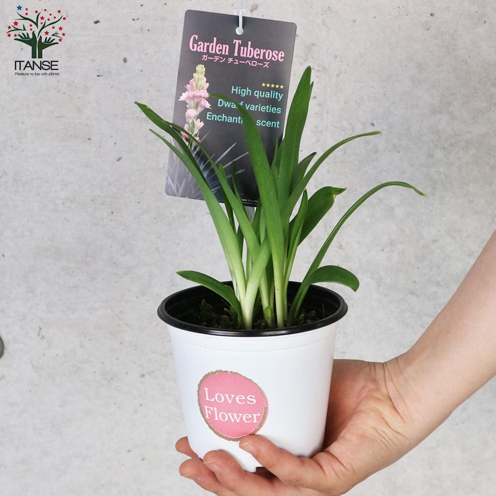 【希少品種】八重咲きチューベローズピンク他 球根植物】 コンパクト品種・八重咲きチューベローズ 『ダブル