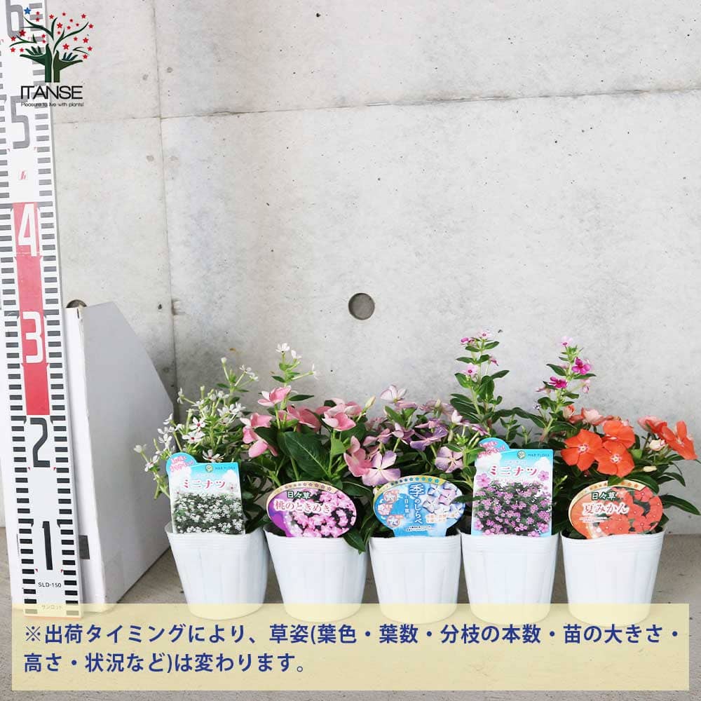 おしゃれ系ニチニチソウ 夏色ミックス中輪～極小輪3個～【花苗 3.5号