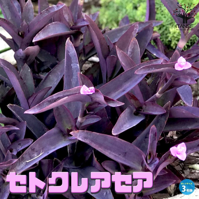 雲竜梅　ウンリュウバイ 8号 1 雲竜梅(ウンリュウバイ) 【庭木 8号鉢／1個売り】｜ 【植物の