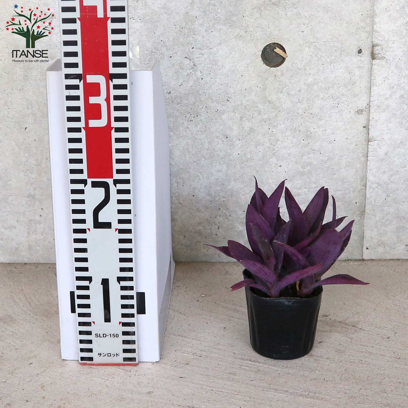 セトクレアセア (ムラサキゴテン)【花苗 3号ポット カラーリーフ