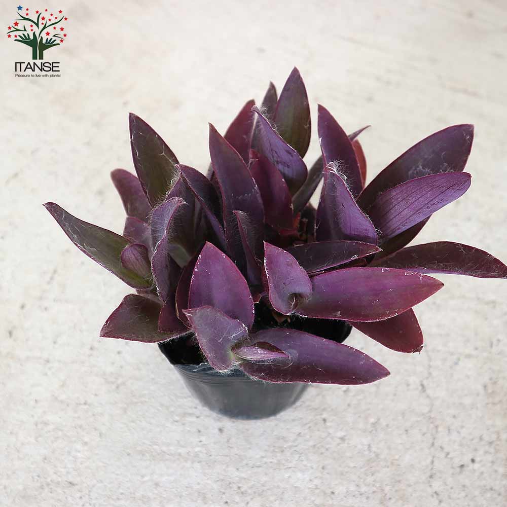 セトクレアセア (ムラサキゴテン)【花苗 3号ポット カラーリーフ