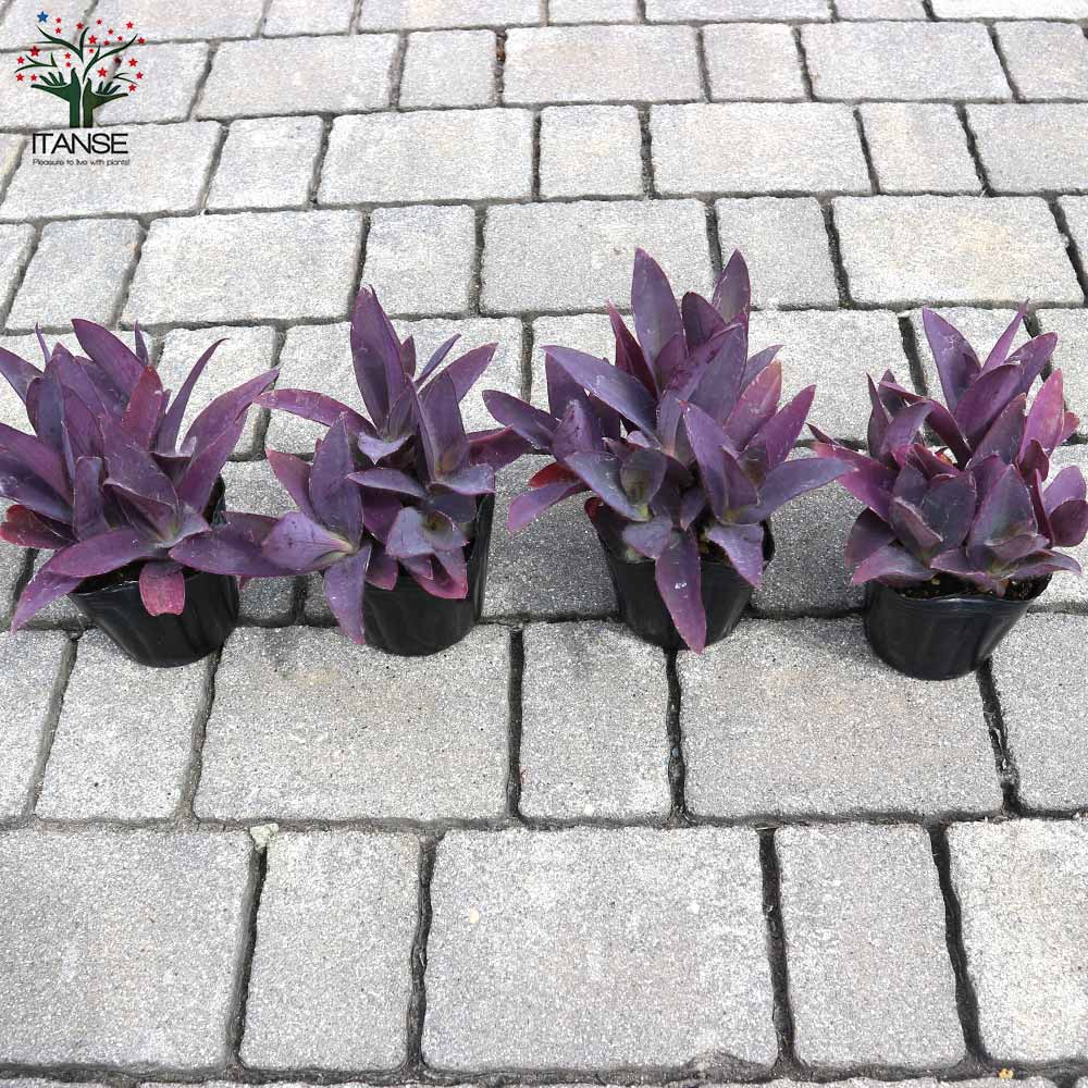 セトクレアセア (ムラサキゴテン)【花苗 3号ポット カラーリーフ