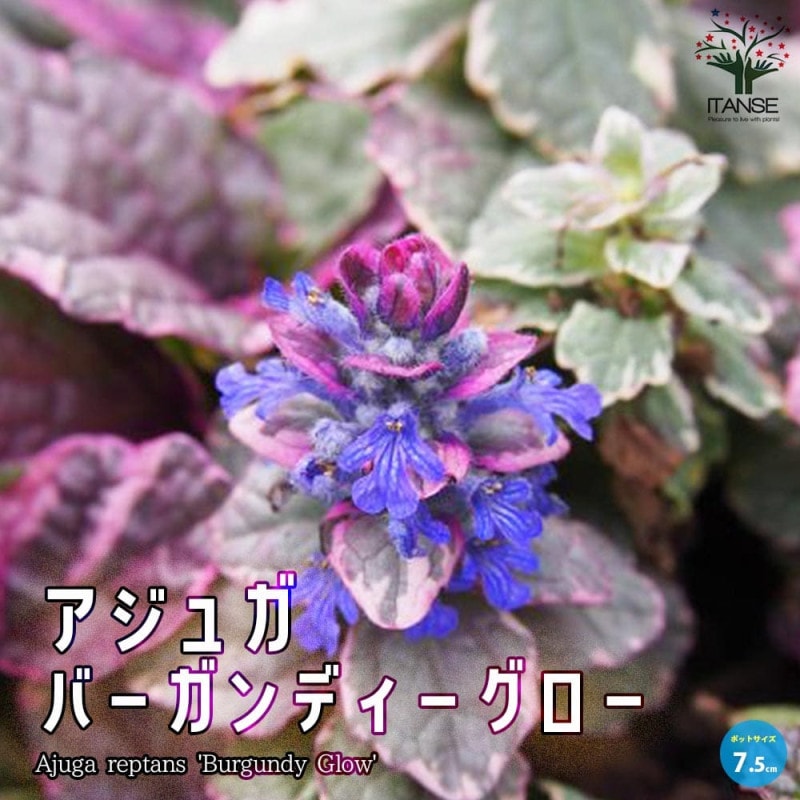 アジュガプラグ苗5種200本 アジュガプラグ苗5種200本