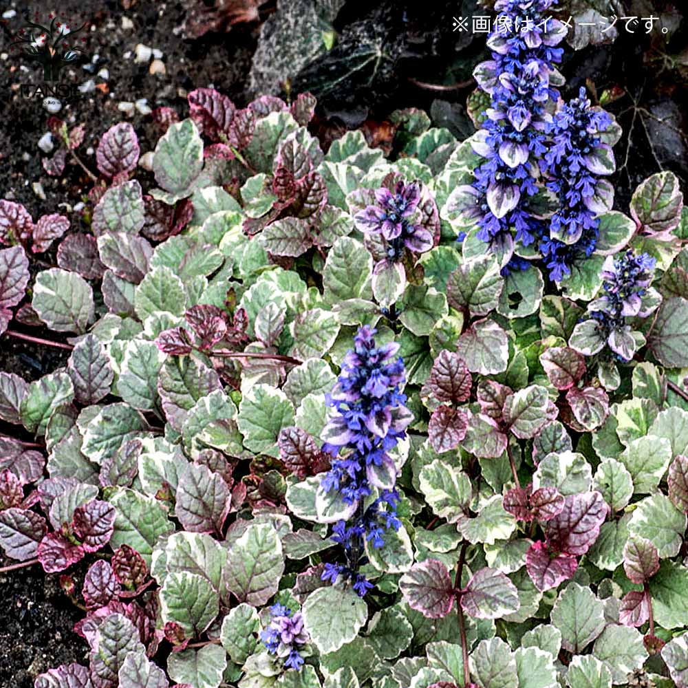 アジュガ バーガンディーグロー【花苗 2.5号】｜ 【植物のITANSE