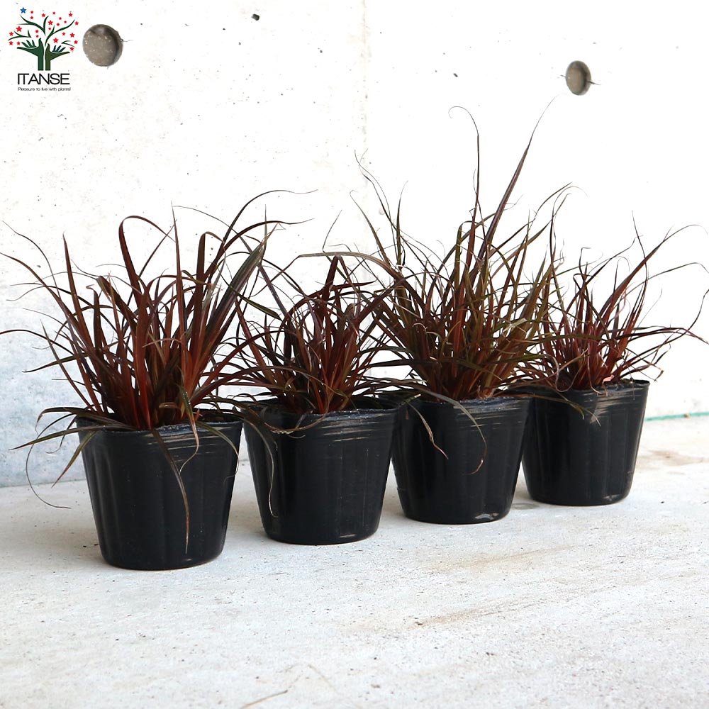 3号鉢プランター　ダンス 3号鉢プランター ダンス