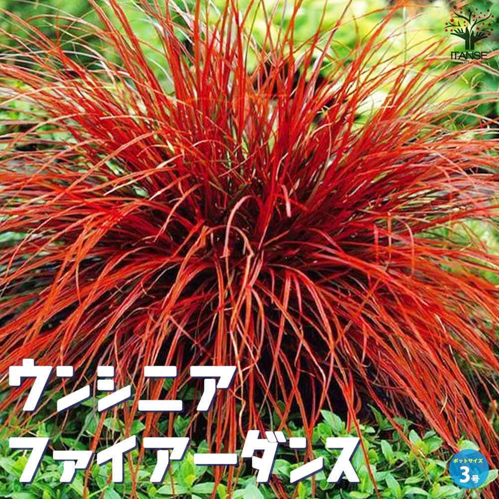 カラーリーフ ウンシニア ファイアーダンス【花苗 3号】