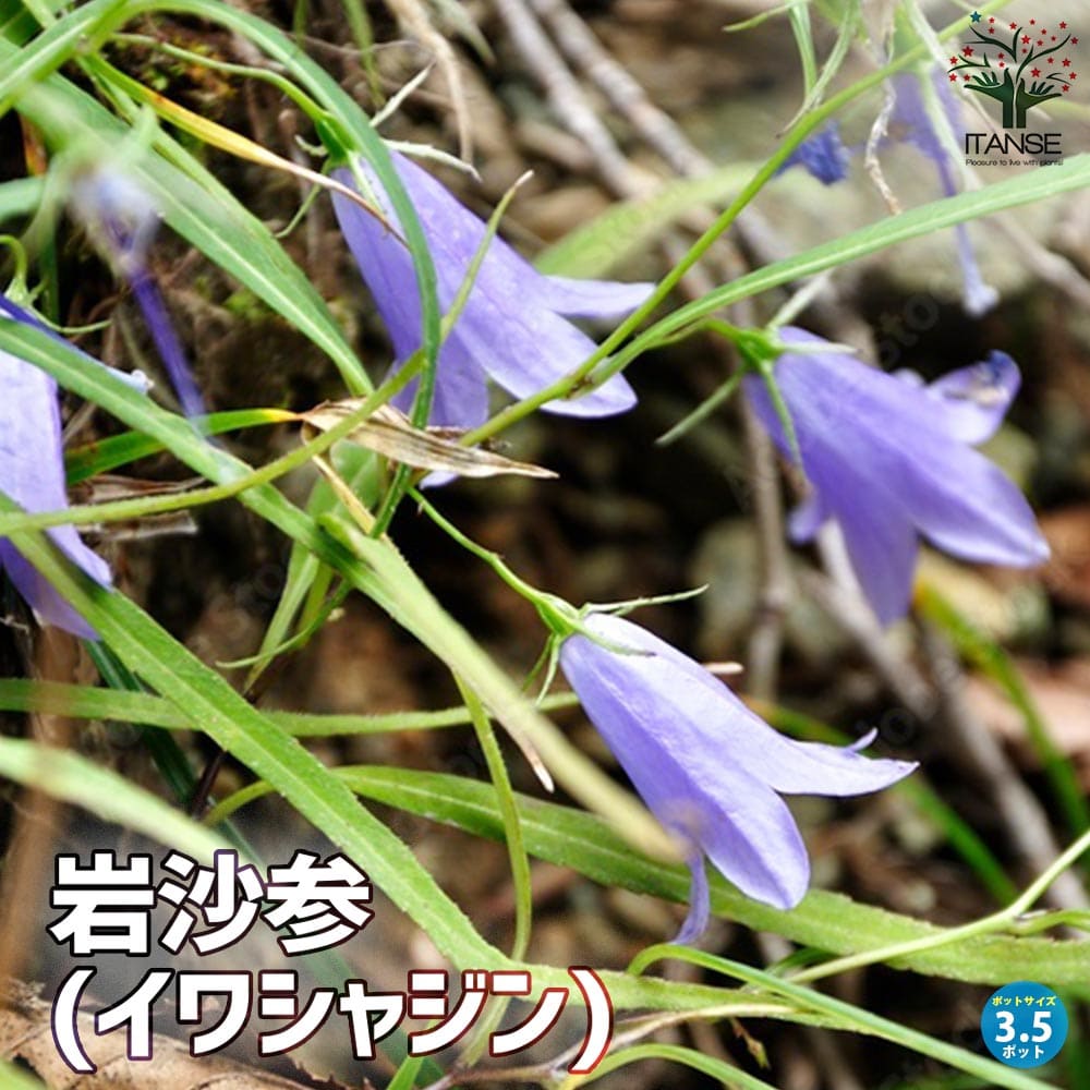 岩沙参(イワシャジン) 【花苗 3.5号ポット 多年草】｜ 【植物の