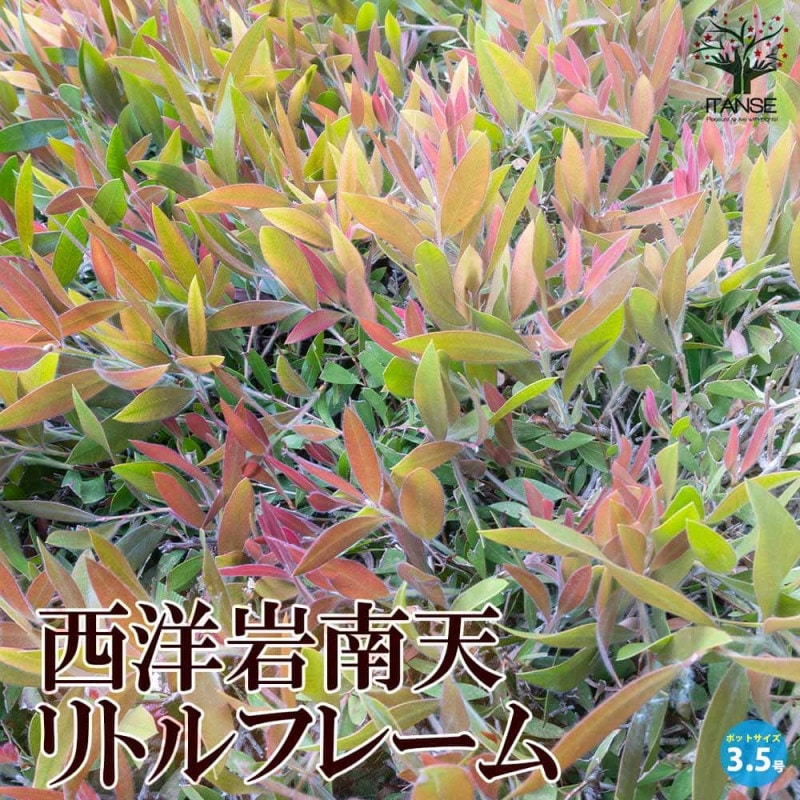 メラレウカ メディカルティーツリー【花苗 9号ポット大苗／1個売り