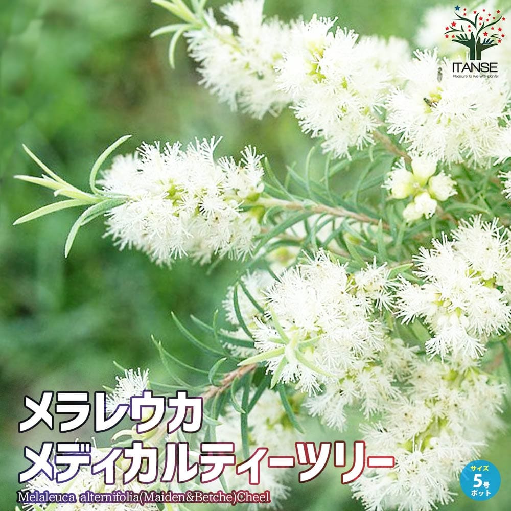 メラレウカ・メディカルティーツリー【庭木 5号ポット 庭園樹木・ハーブ】