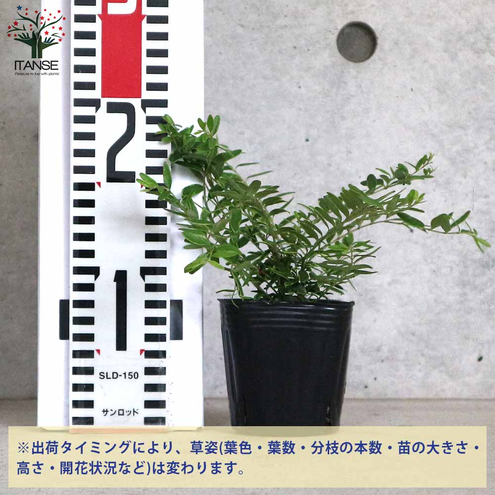 追加商品画像