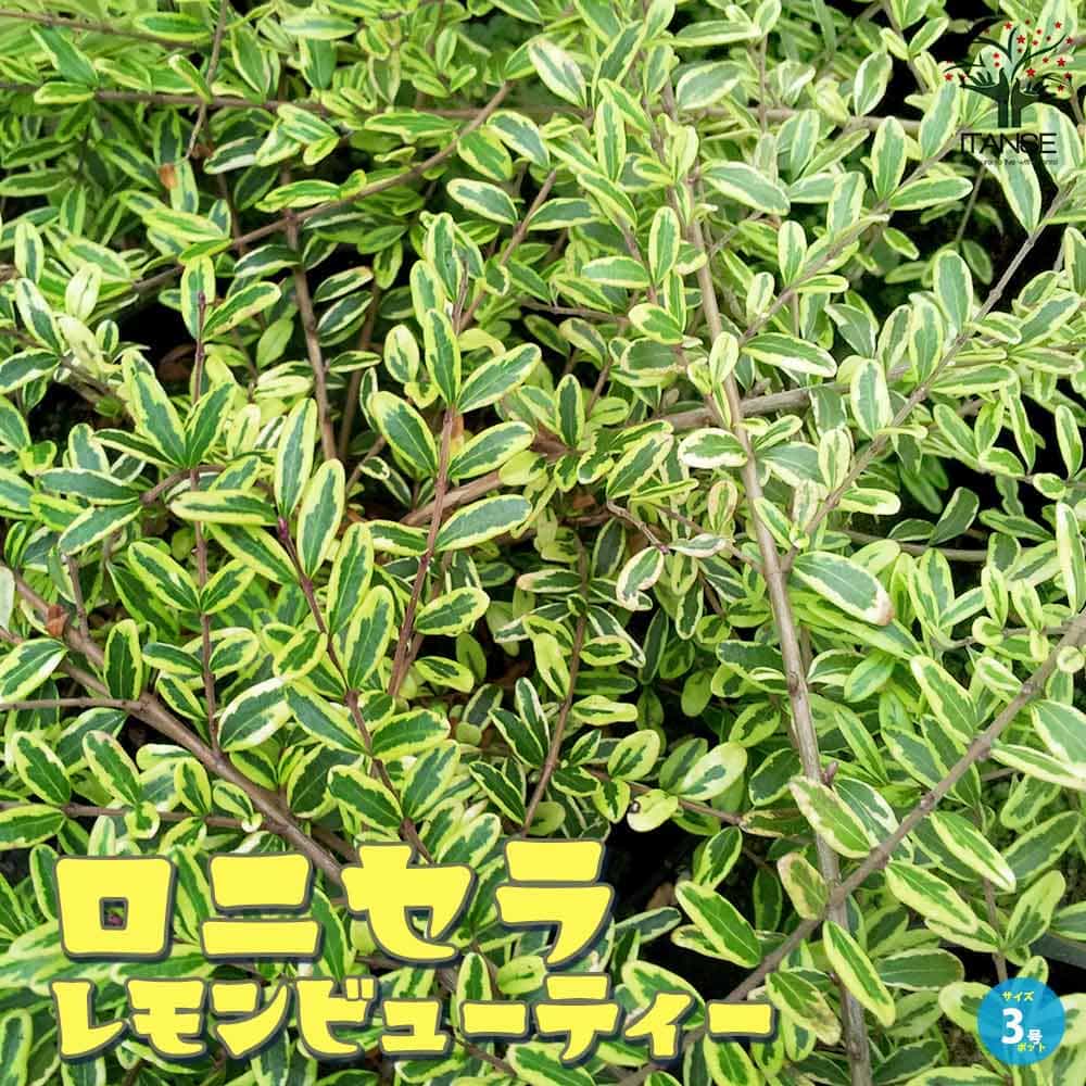 ロニセラ レモンビューティー【庭木 3号ポット】